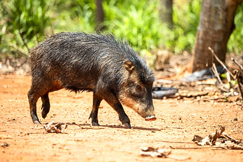 porco-queixada | Pulsar Imagens | Banco imagens do Brasil
