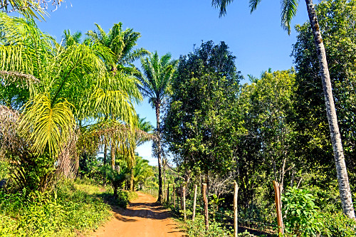 Plantacao De Dende