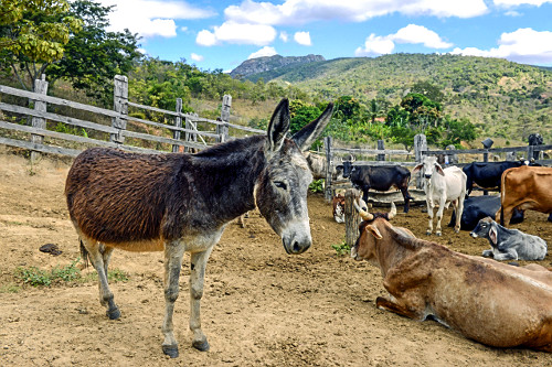 jumento | Pulsar Imagens | Banco imagens do Brasil