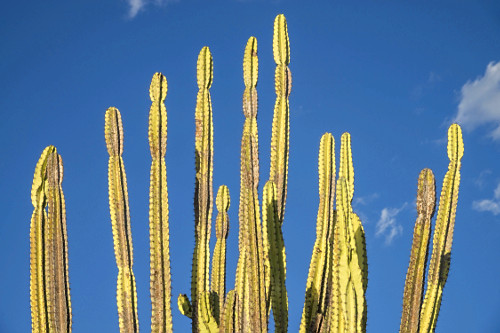 cacto facheiro | Pulsar Imagens | Banco imagens do Brasil