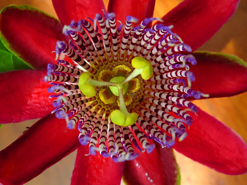 1007専用ページ flor de maracujá | Pulsar Imagens | Banco imagens do Brasil