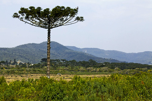 その他 446 - BARI BARI 7\" 446/BARI BARI 7 レコード