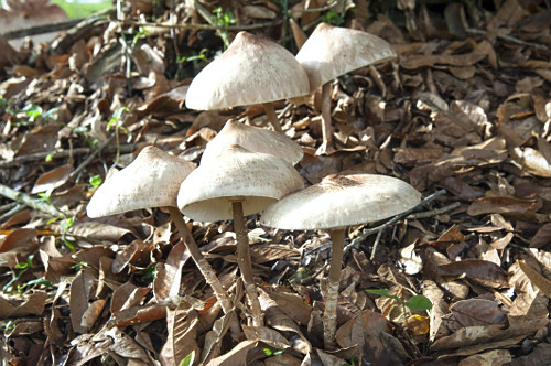 06EG033