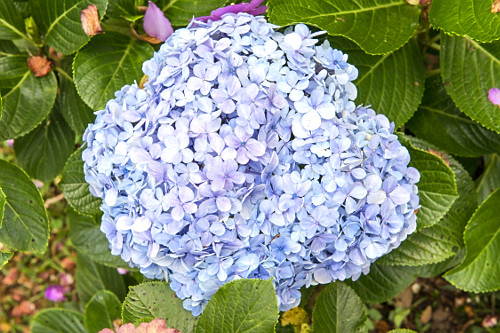 Hortênsia também denominada hidrângea , novelo-da-china e rosa-do