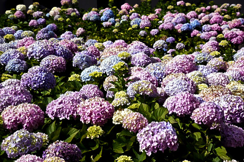 Hortênsia também denominada hidrângea , novelo-da-china e rosa-do