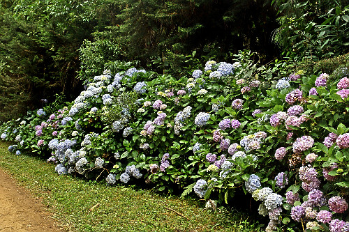 Hydrangea macrophylla | Pulsar Imagens | Banco imagens do Brasil