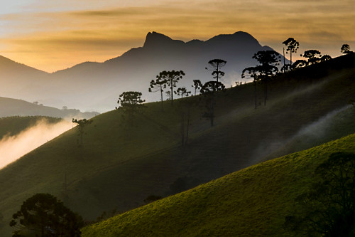 Mata Atlântica