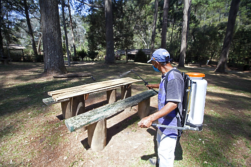 ＊mtmr＊ページ horto florestal | Pulsar Imagens | Banco imagens do Brasil