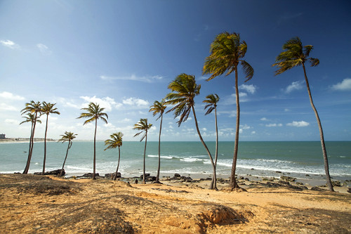 Dunas e coqueiros da praia de Lagoinha - 