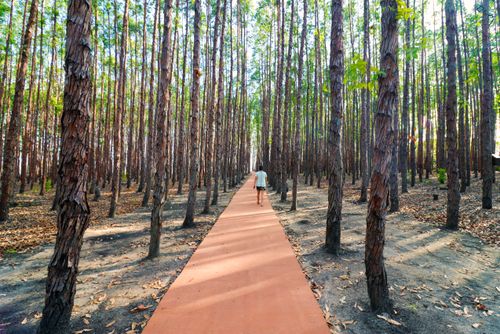Caminho entre eucaliptos - Mirante da Barra