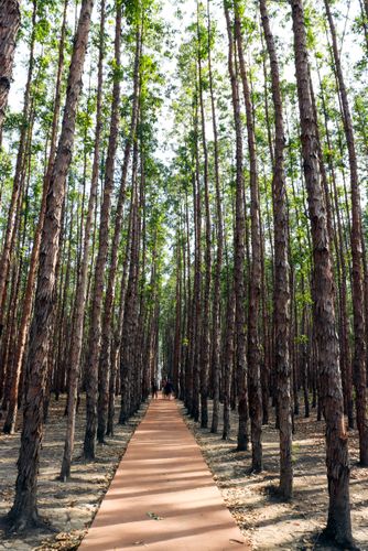 Caminho entre eucaliptos - Mirante da Barra