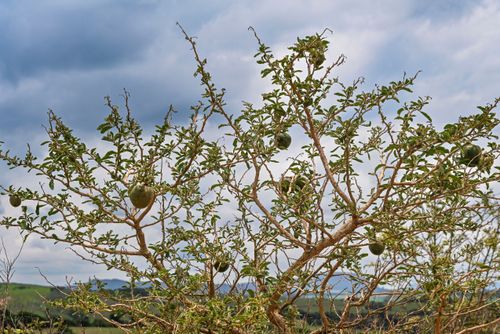 Fruto da lobeira - também conhecida como guarambá