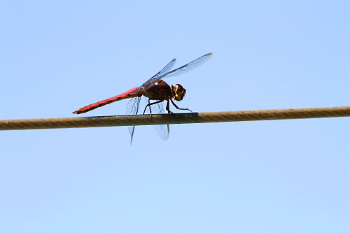 papa-fumo | Pulsar Imagens | Banco imagens do Brasil
