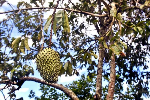guanabano | Pulsar Imagens | Banco imagens do Brasil