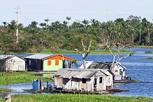 Mauritia vinifera | Pulsar Imagens | Banco imagens do Brasil