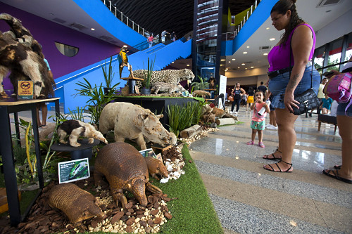 tamanduá mirim | Pulsar Imagens | Banco imagens do Brasil