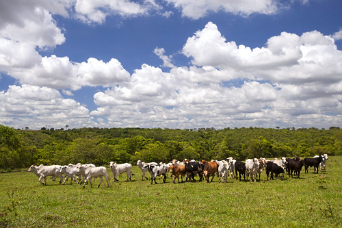 Rebanho de gado bovino no pasto de fazenda