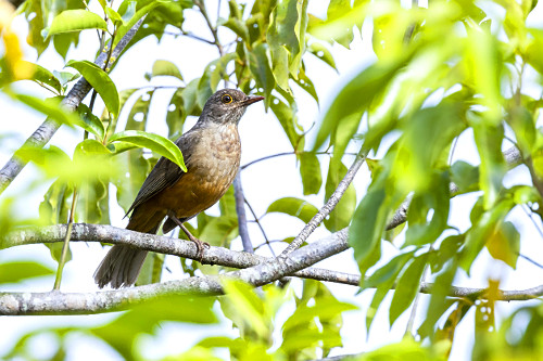 Sabiá-laranjeira | Pulsar Imagens | Banco imagens do Brasil