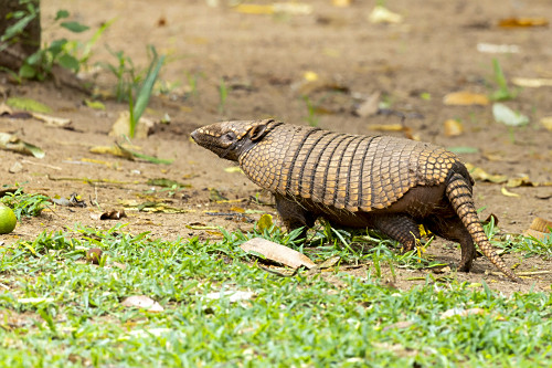 PAPAページ Base Inferior Em Alumínio Motor Portão Ppa Linha Dz Rio
