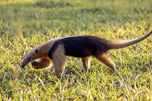tamanduá mirim | Pulsar Imagens | Banco imagens do Brasil