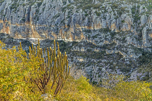cacto facheiro | Pulsar Imagens | Banco imagens do Brasil