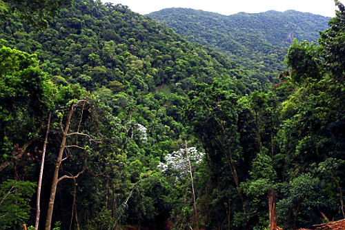 Mata Atlântica