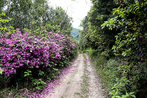 rhododendron sp | Pulsar Imagens | Banco imagens do Brasil