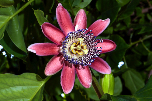 flor de maracujá | Pulsar Imagens | Banco imagens do Brasil