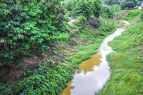 regato | Pulsar Imagens | Banco imagens do Brasil