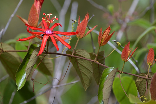 とうページ flor de maracujá | Pulsar Imagens | Banco imagens do Brasil
