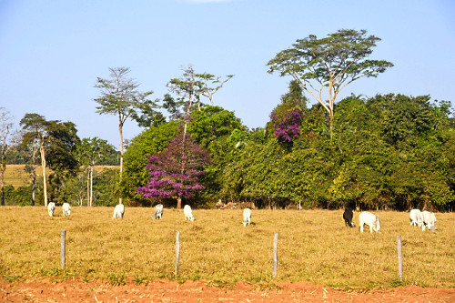 vale do guaporé | Pulsar Imagens | Banco imagens do Brasil