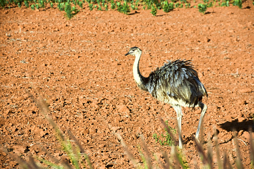 vale do guaporé | Pulsar Imagens | Banco imagens do Brasil