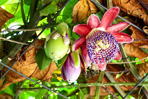 flor de maracujá | Pulsar Imagens | Banco imagens do Brasil