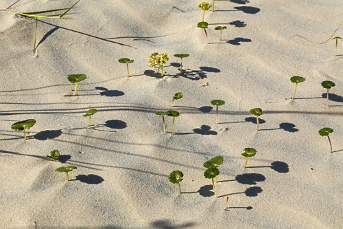 vegetação rasteira | Pulsar Imagens | Banco imagens do Brasil