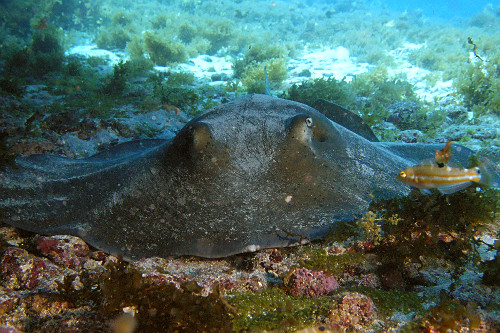 Raia-prego deitada no fundo de areia de uma caverna - Parque Nacional Marinho Fernando de Noronha