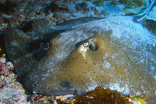 Raia-prego deitada no fundo de areia de uma caverna - Parque Nacional Marinho Fernando de Noronha