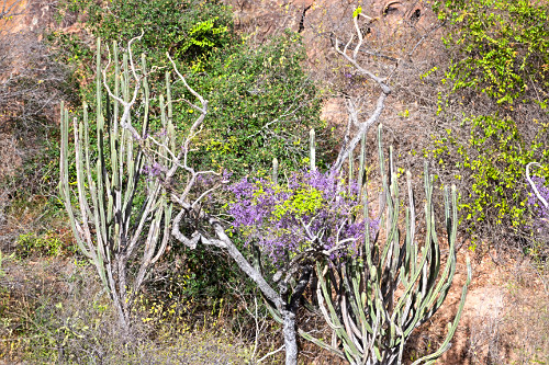 ⌘ Porte-Bonheur ⌘ページ coco de palmeira | Pulsar Imagens | Banco imagens do Brasil