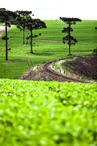 araucaria angustifolia | Pulsar Imagens | Banco imagens do