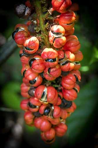 guaraná | Pulsar Imagens | Banco imagens do Brasil