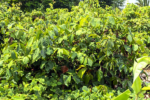 guaraná | Pulsar Imagens | Banco imagens do Brasil