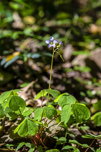 Planta de trevo com flor -