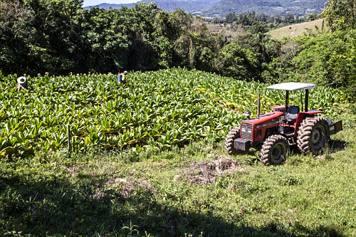 fumicultura | Pulsar Imagens | Banco imagens do Brasil