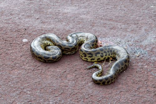 serpente | Pulsar Imagens | Banco imagens do Brasil