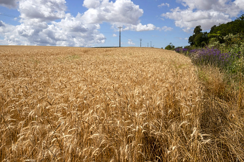 Plantação de trigo - vegetação nativa a direita | Pulsar Imagens ...