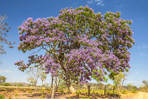 flor da terra | Pulsar Imagens | Banco imagens do Brasil