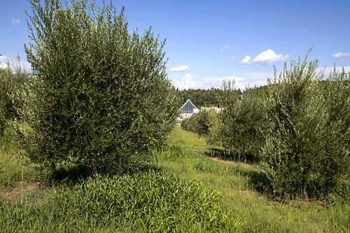 azeitonas | Pulsar Imagens | Banco imagens do Brasil