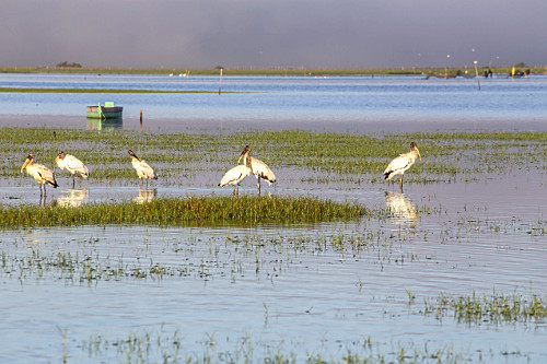 Oliver Gal -オリバーガル - OG66 67 69 70 73-3 peixe pedra | Pulsar Imagens | Banco imagens do Brasil