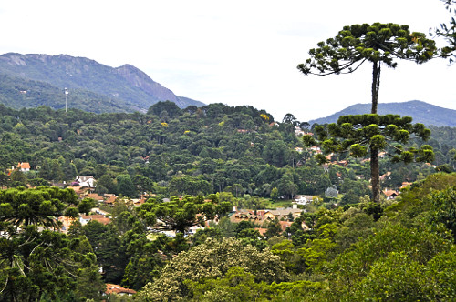 その他 446 - BARI BARI 7\" 446/BARI BARI 7 レコード