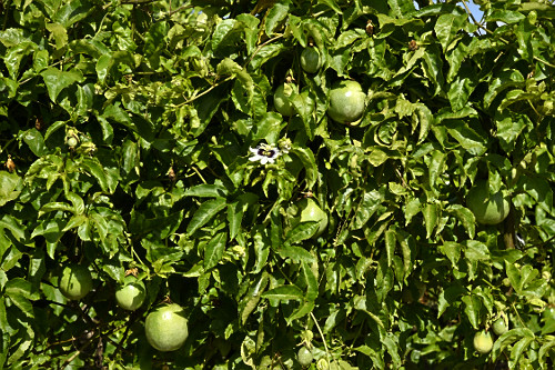 flor de maracujá | Pulsar Imagens | Banco imagens do Brasil