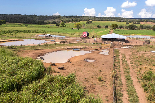 Vista de drone de criação de porco serrano também denominado porco do mato ou porco caipira - suinocultura 